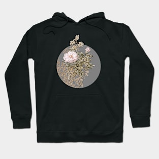 Vintage Blooming Ventenat's Rose Botanical Illustration on Circle Hoodie